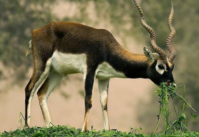 List of Wildlife Conservation Organizations in Pakistan. Pakistan